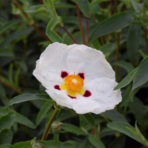 Cistus × dansereaui 'Decumbens' 20-30 cm